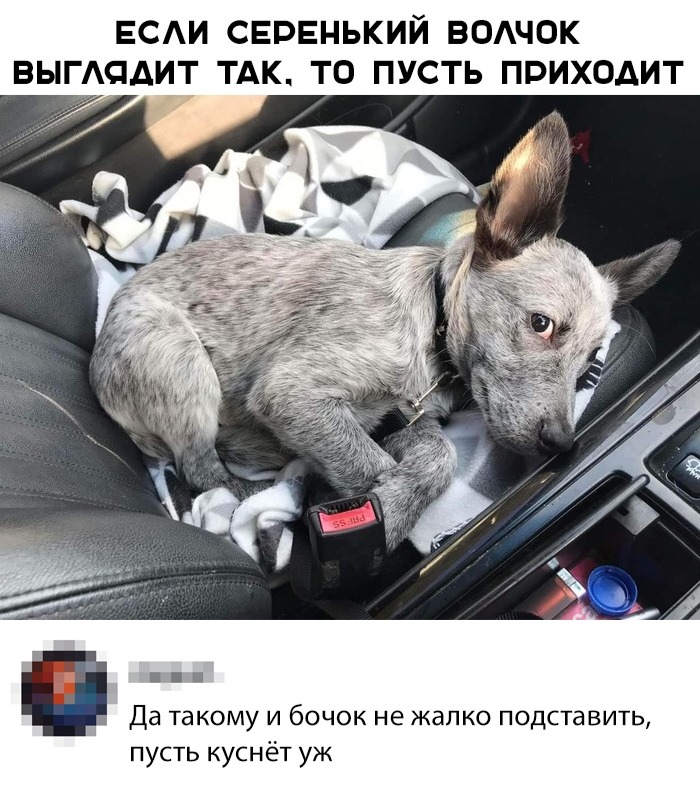 700x789, 168 Kb / собака, сидение, взгляд, волчок, серый, авто