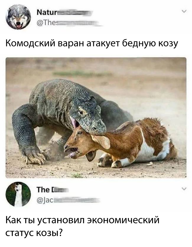 650x836, 146 Kb / варан, коза, бедная