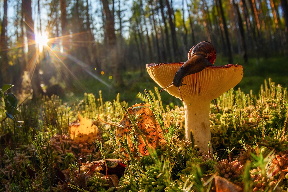 1200x798, 503 Kb / улитка, гриб, трава, листья, деревья, лес, солнце