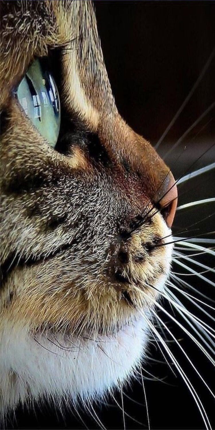 750x1500, 259 Kb / кошка, кот, морда, нос, усы, полоски, глаза