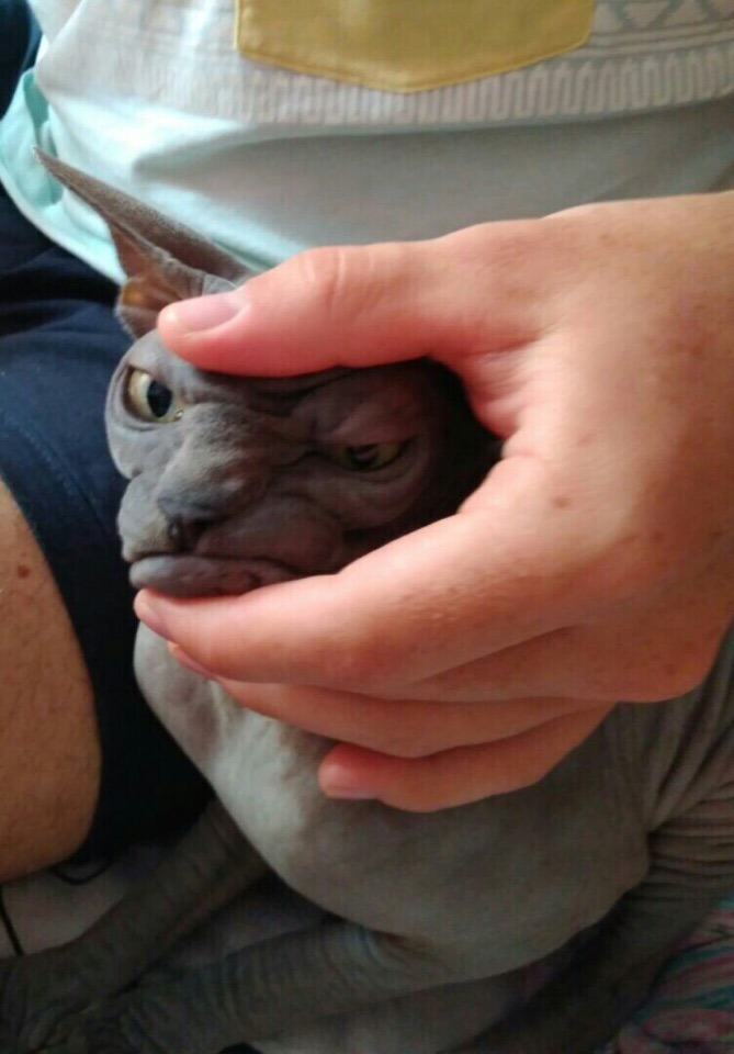 669x960, 96 Kb / кот, лысый