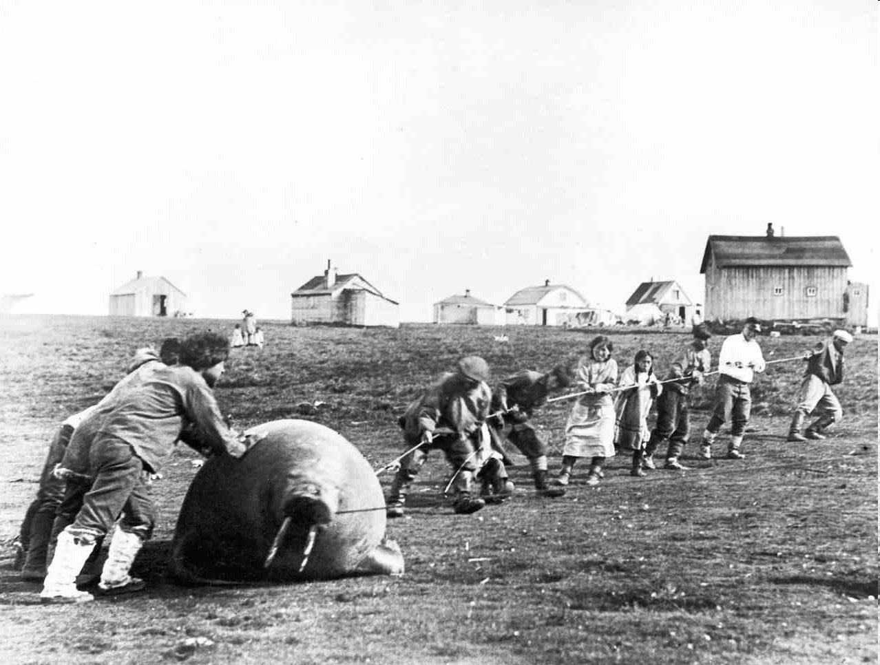 1278x966, 200 Kb / Морж, Аляска, ч/б, эскимосы