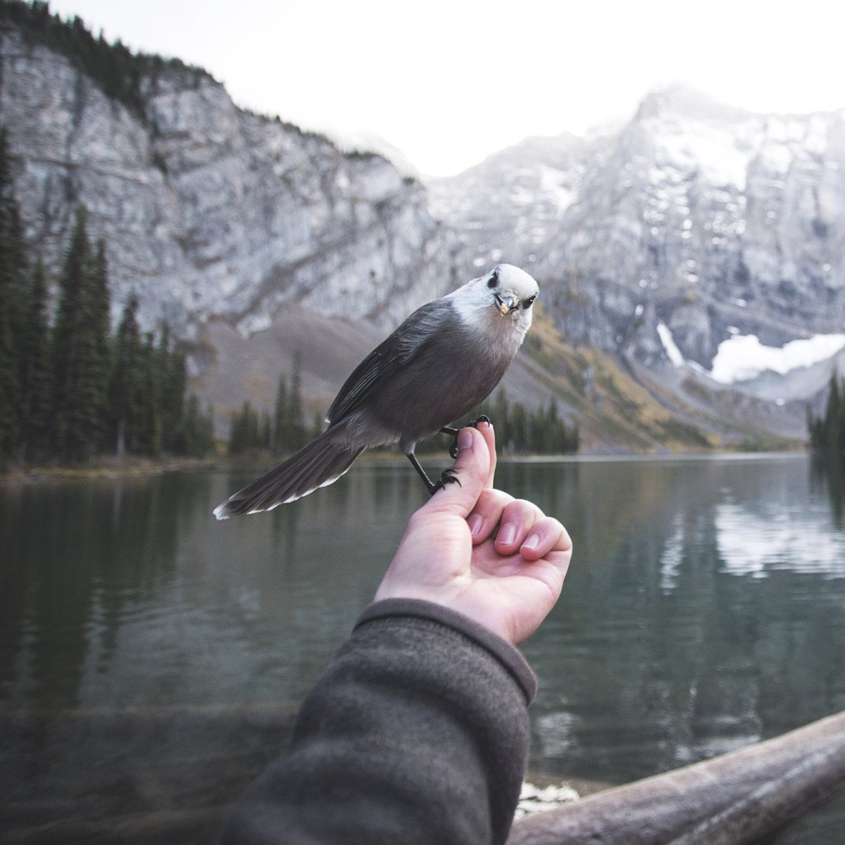 1200x1200, 179 Kb / рука, птичка, горы