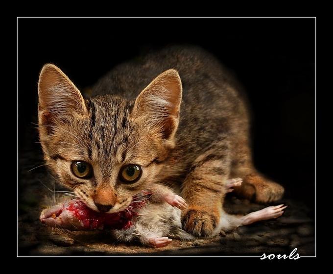 680x559, 49 Kb / кот, мышь