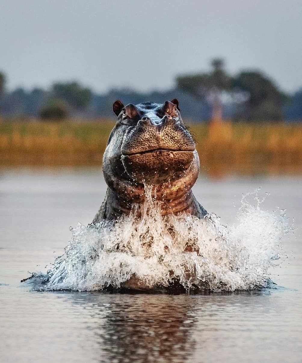 1004x1207, 151 Kb / бегемот