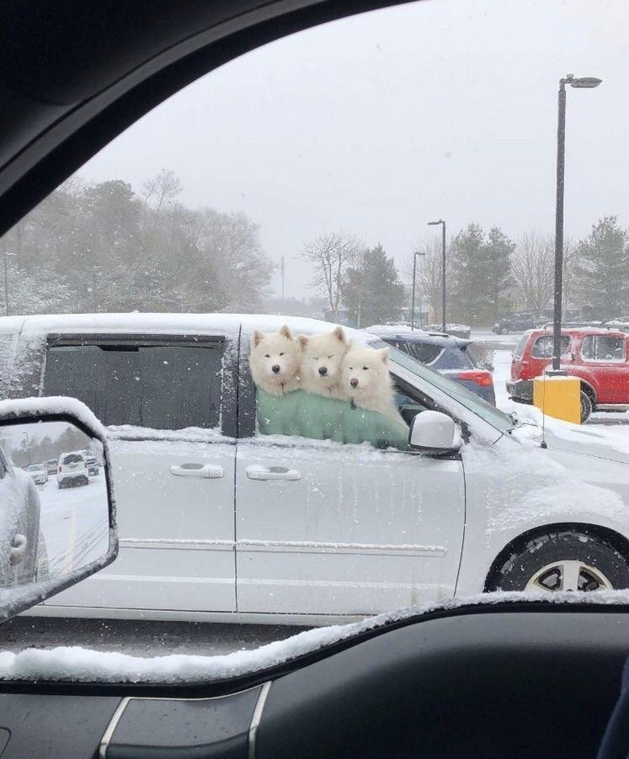 900x1086, 209 Kb / собаки, джип, снег