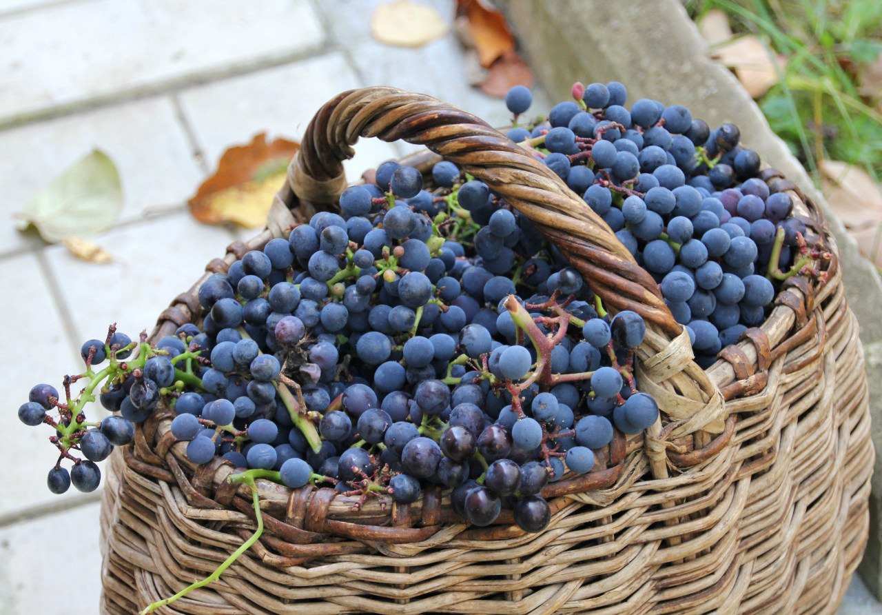 1280x892, 276 Kb / виноград, корзина