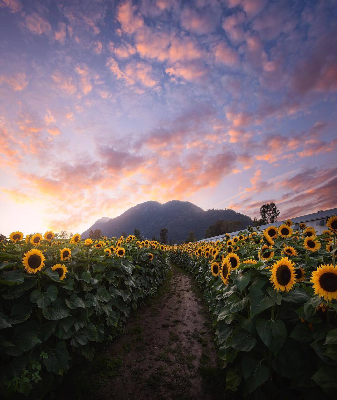 1080x1281, 152 Kb / небо, облака, подсолнухи