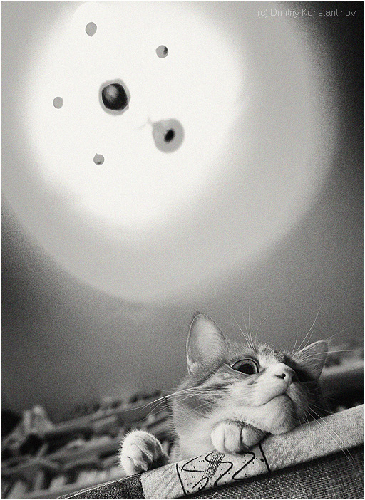 512x702, 181 Kb / кот, ч/б