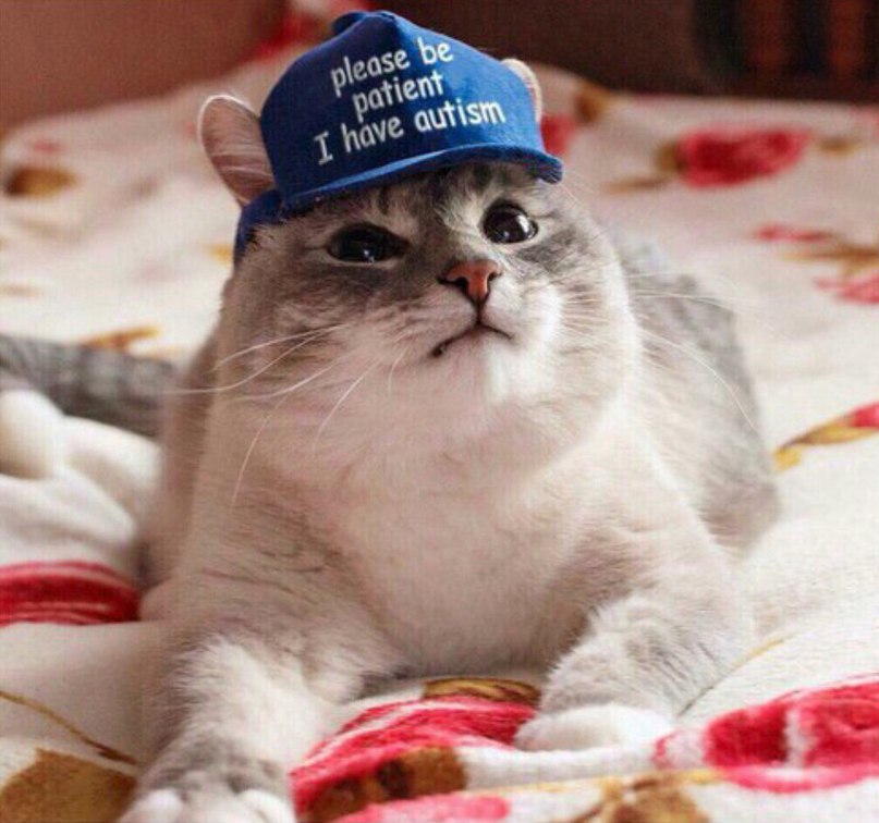 807x756, 93 Kb / кот, кепка, аутизм