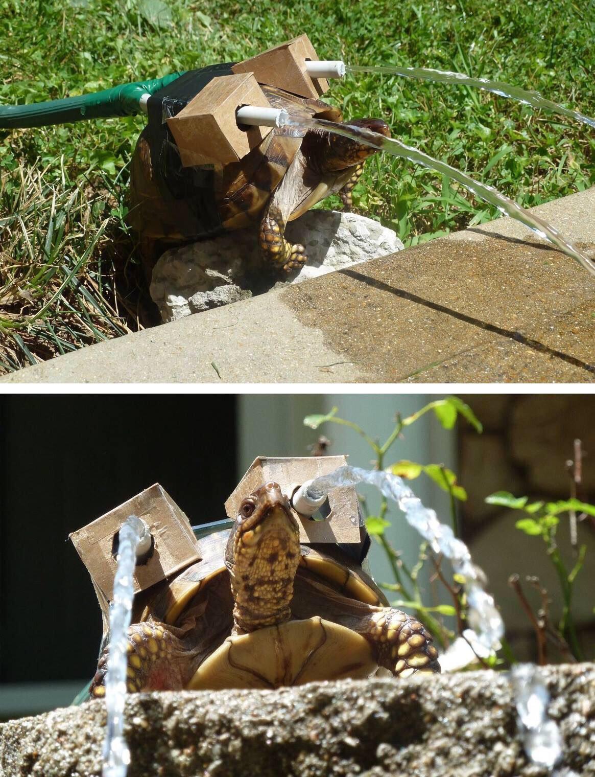 1165x1520, 304 Kb / черепаха, шланги, водомет, поливка, покемон, бластойз