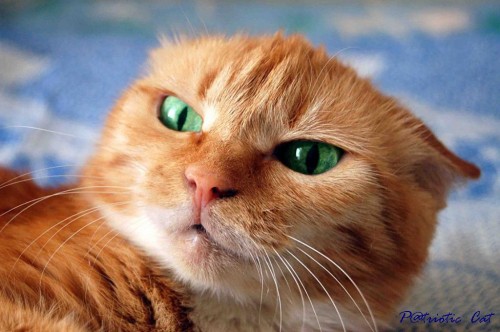 500x332, 47 Kb / кот, рыжий