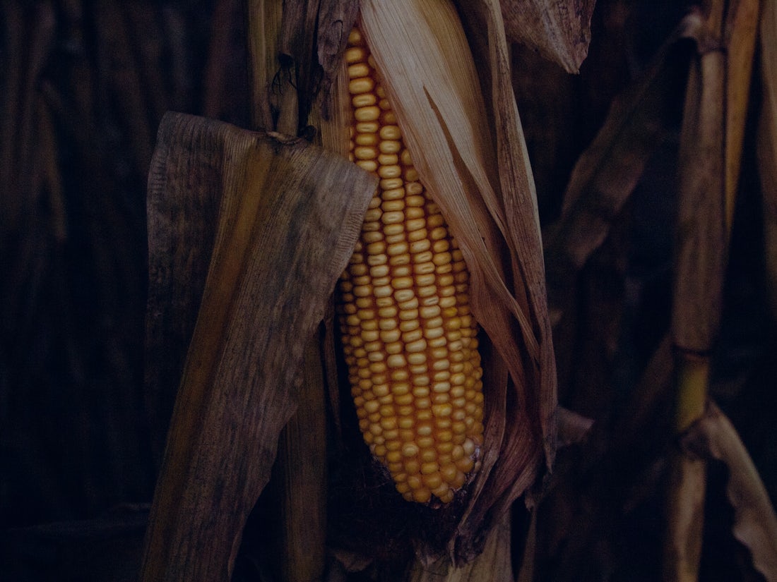 1100x825, 121 Kb / висит, кукуруза, початок, листья