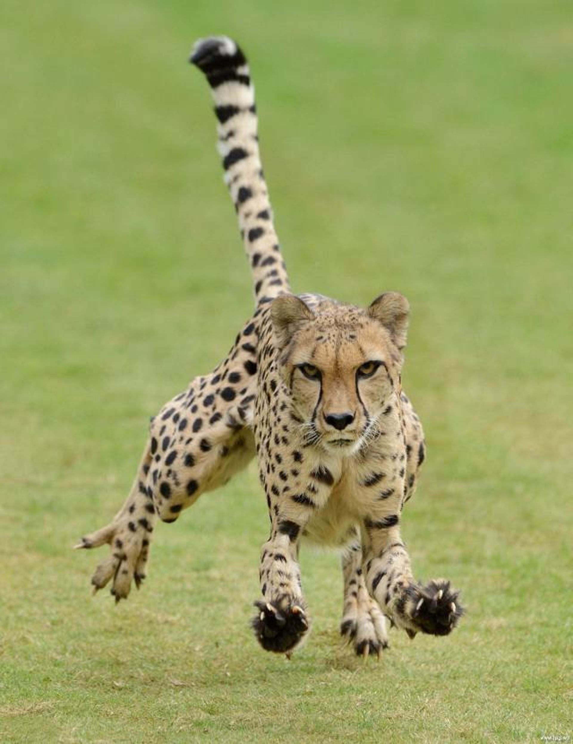 1920x2490, 318 Kb / кошка, бег, тормоз, лапы, когти, пятна, леопард