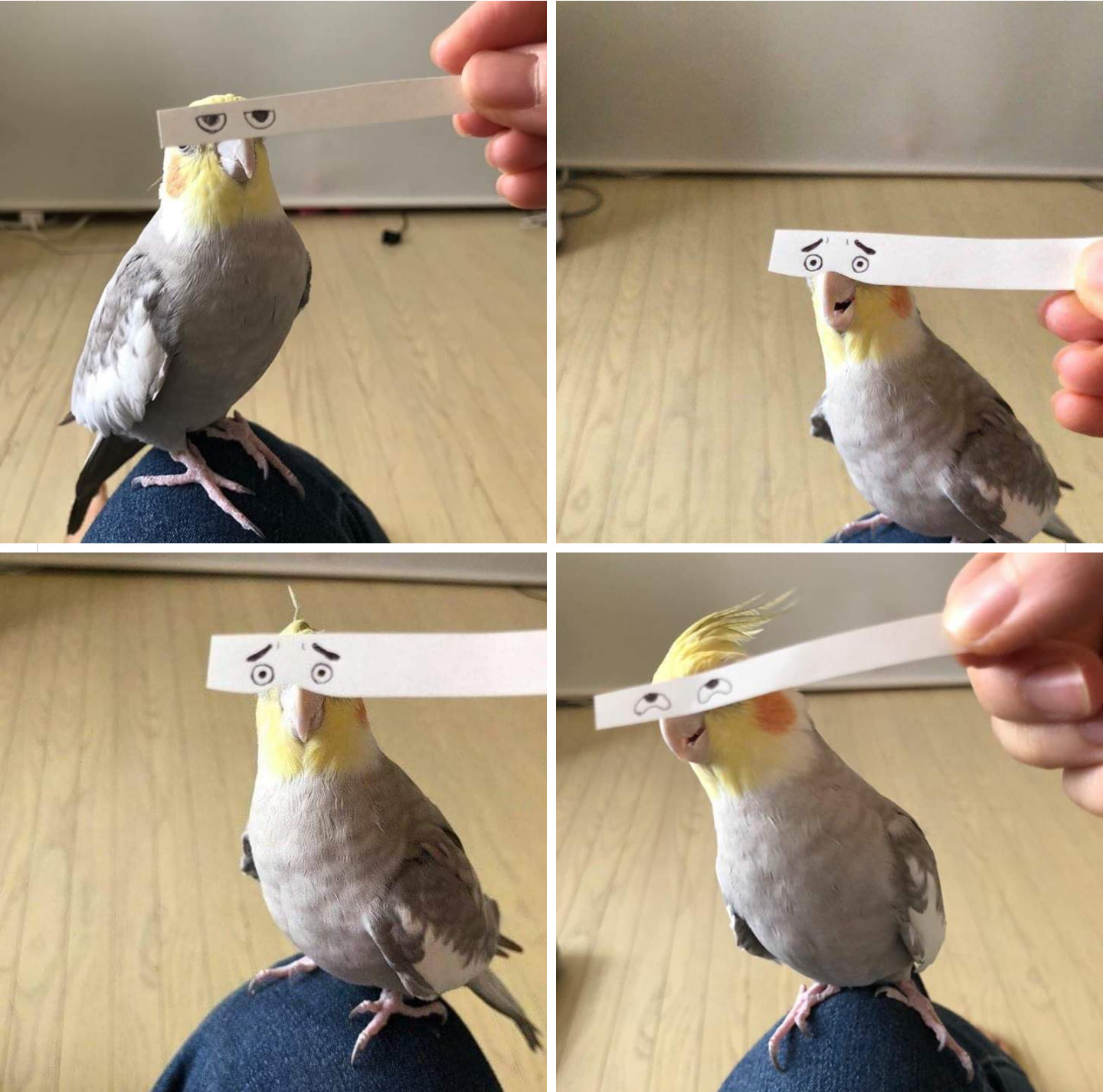 1440x1425, 337 Kb / попугай, эмоции