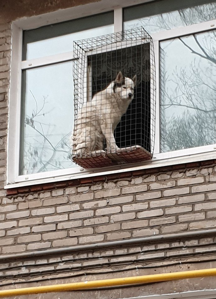 694x960, 154 Kb / собака, клетка, окно