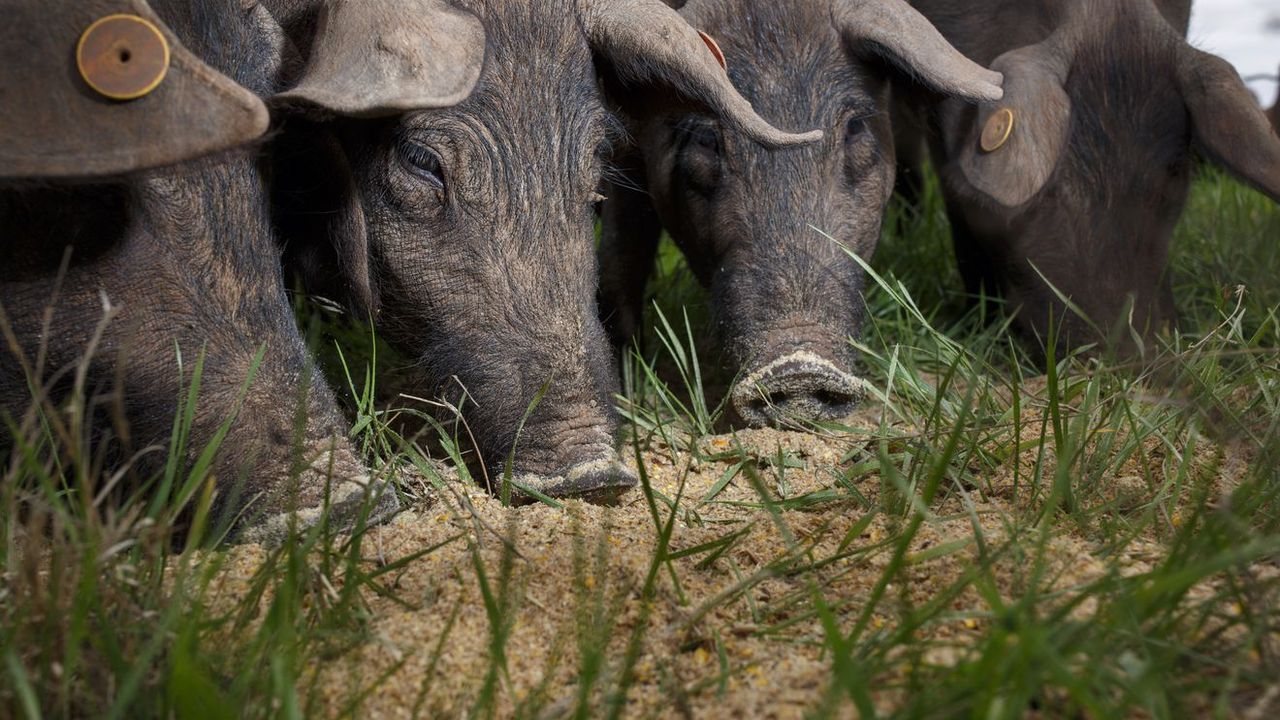 1280x720, 192 Kb / свиньи, бирка