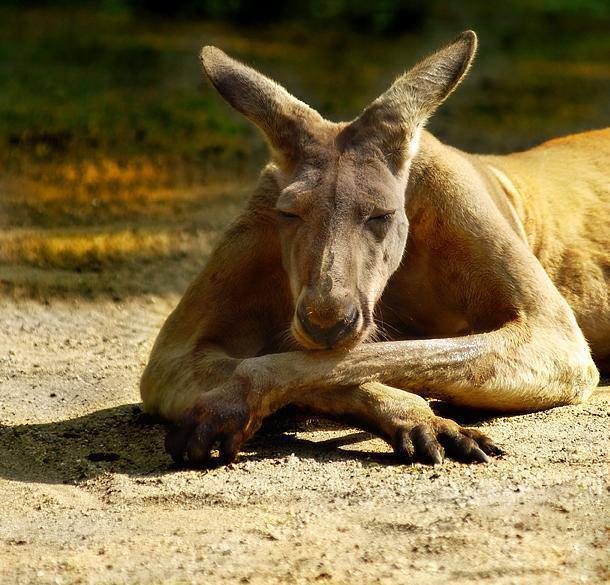 610x585, 71 Kb / кенгуру, лапы