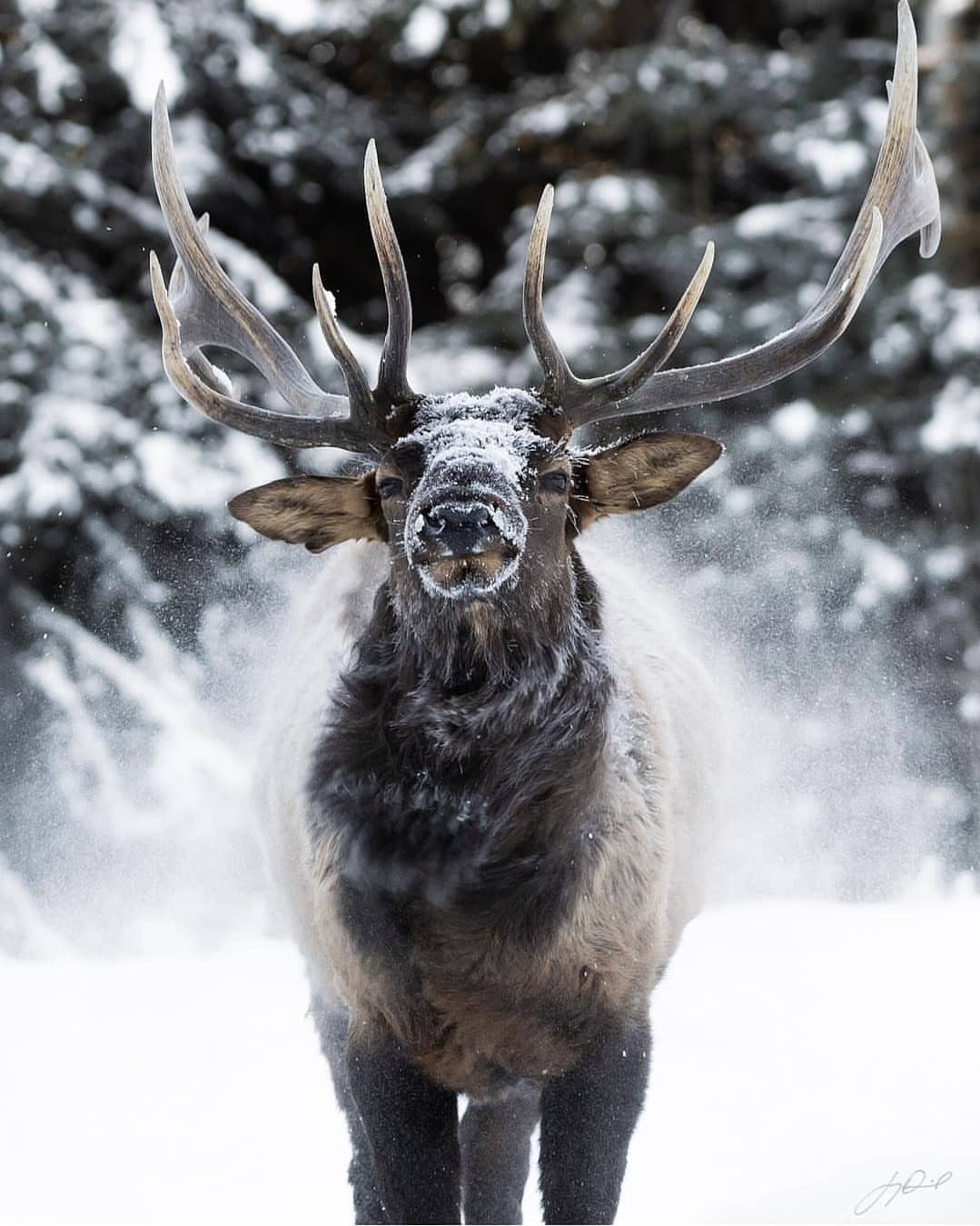 1079x1349, 171 Kb / рога, зима, лес, снег, олень