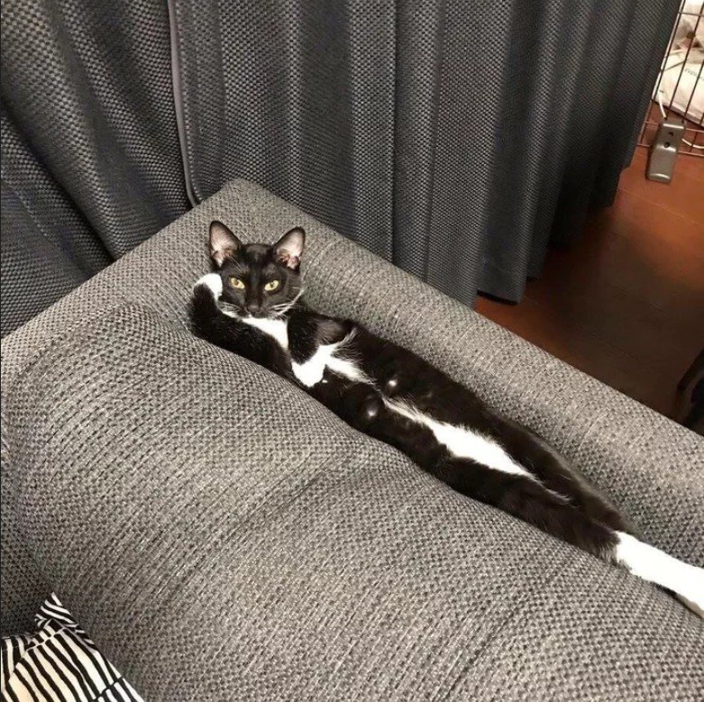 781x779, 204 Kb / диван, кошка, соски