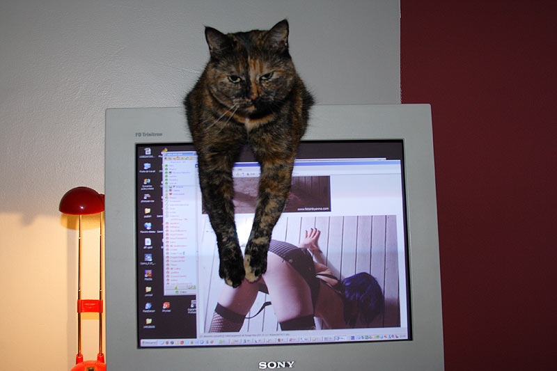 800x533, 57 Kb / кот, монитор