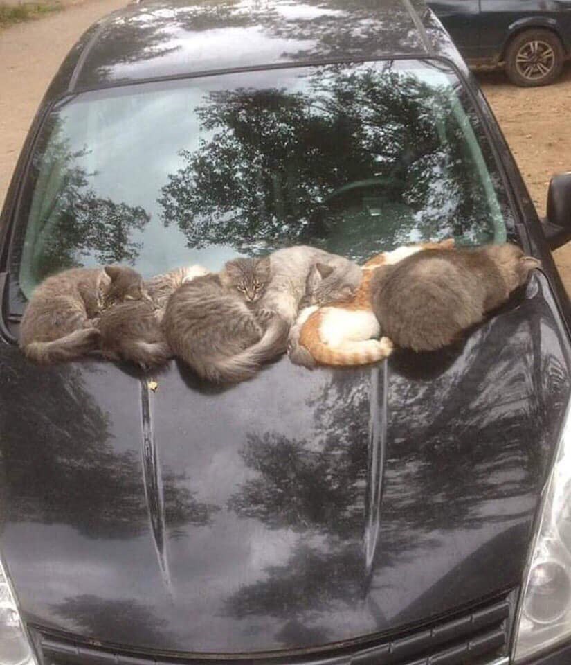 825x960, 100 Kb / Авто, кошки