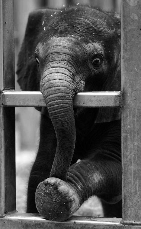 467x756, 71 Kb / слон, слоненок, хобот, клетка, ч/б