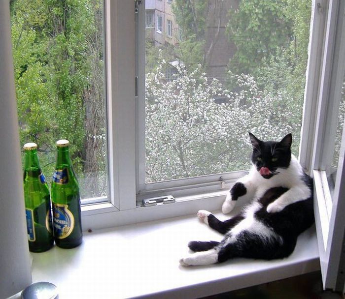 700x608, 87 Kb / кот, окно, пиво, подоконник