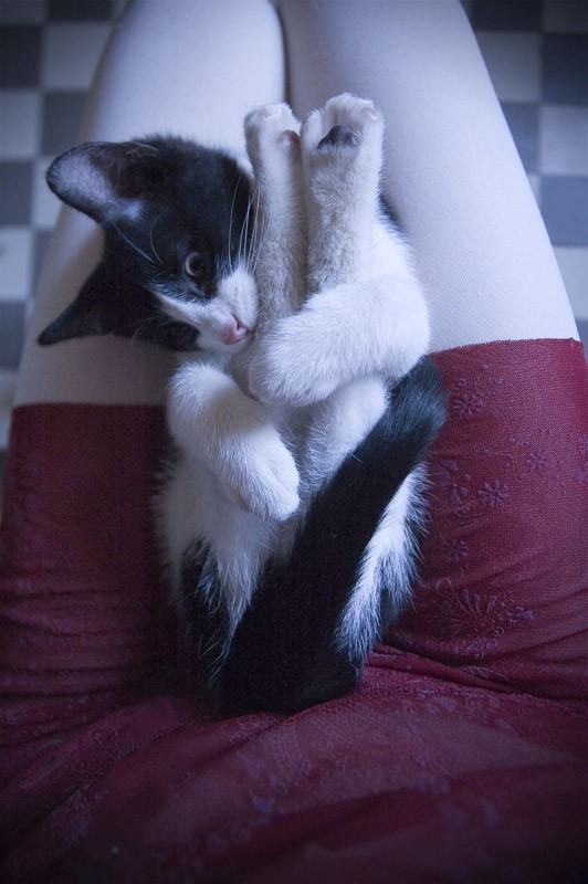 532x800, 114 Kb / кот, колени, кокетка