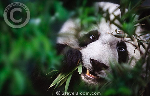 480x309, 41 Kb / панда