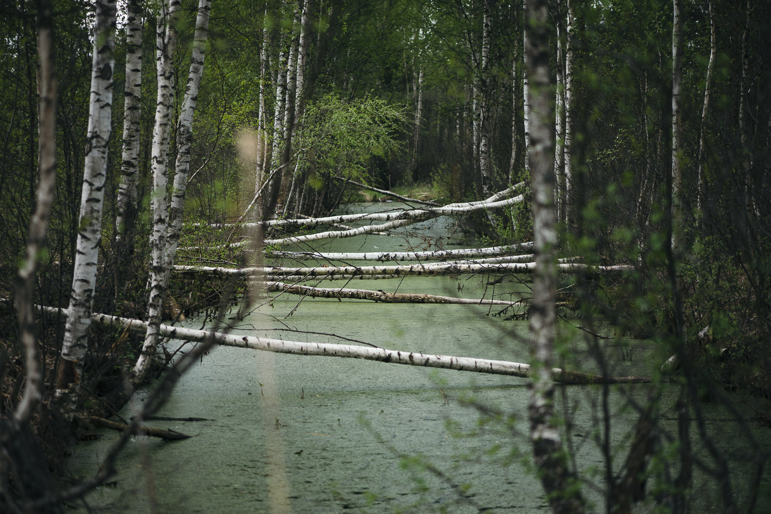 1500x1001, 561 Kb / березы, трясина, лес