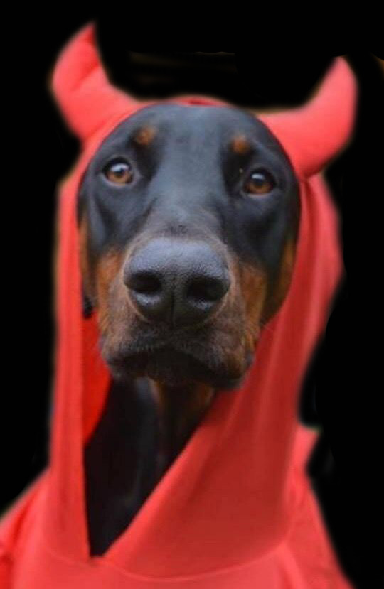 540x829, 58 Kb / собака, доберман, рога, сатана