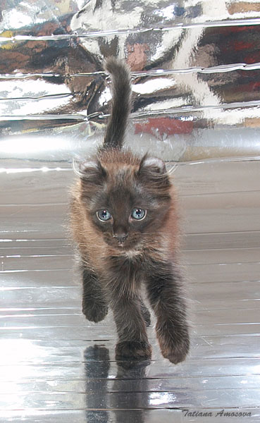 369x600, 60 Kb / котёнок