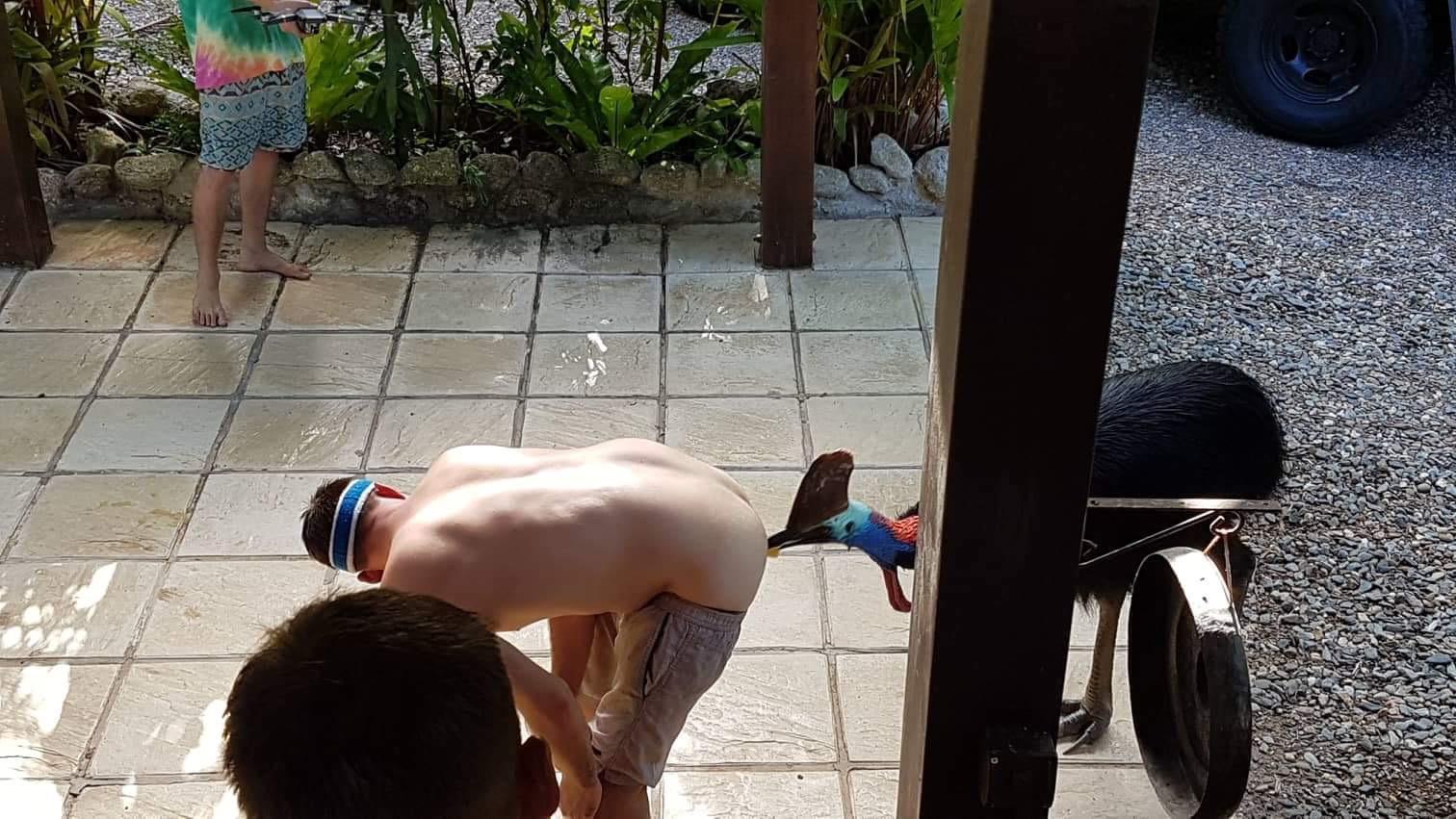 1512x851, 196 Kb / чудак, жопа, казуар