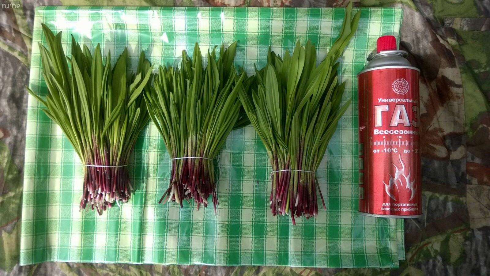 1600x901, 414 Kb / черемша, таёжная, газ