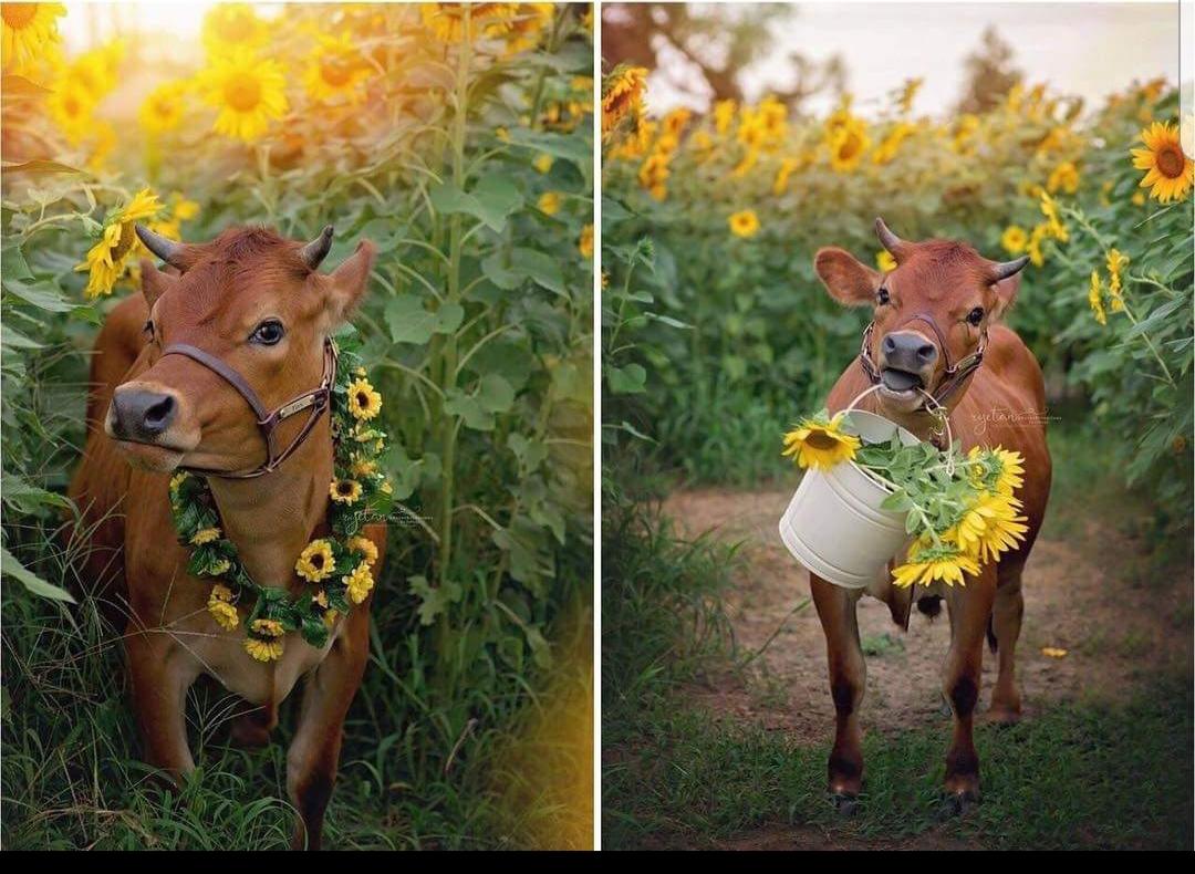 1080x790, 135 Kb / Корова, телка, ведро, подсолнухи, венок