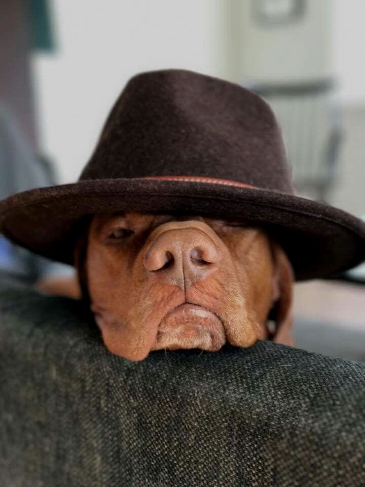 720x960, 61 Kb / собака, шляпа, морда, диван, нос