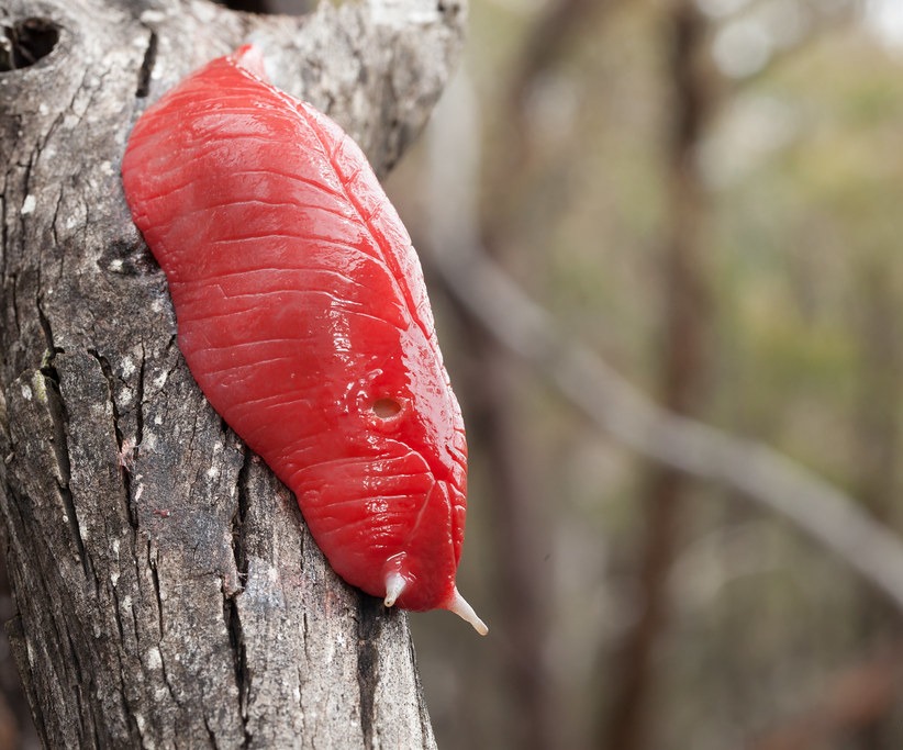 822x683, 134 Kb / розовый, слизень, гигантский, мясо, кусок, стейк, дерево, рожки, усики
