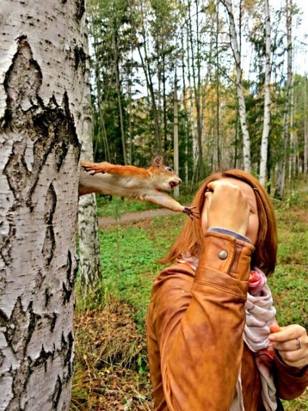 1080x1440, 370 Kb / белка, береза, рыжая