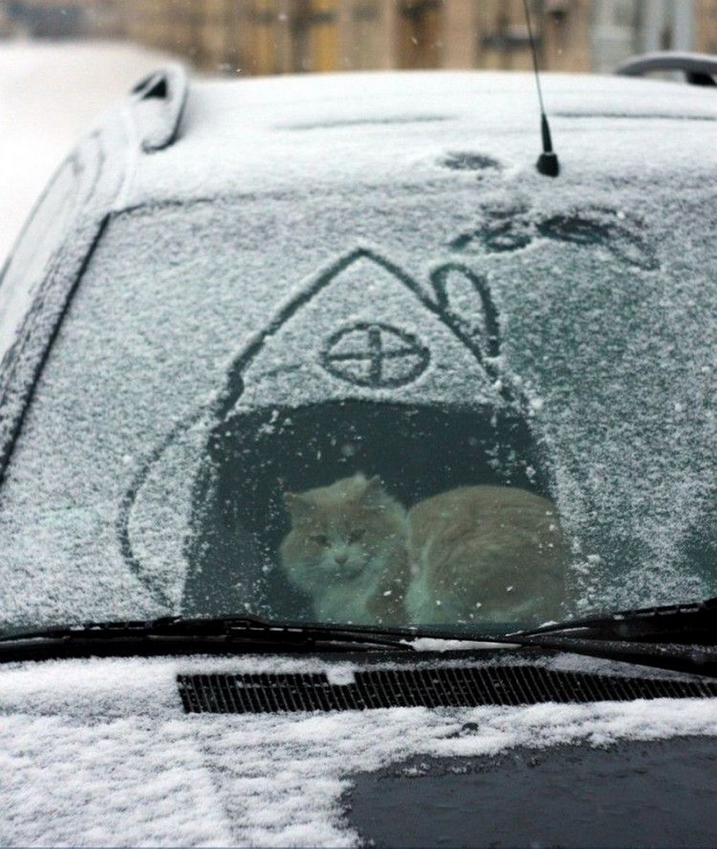 1014x1200, 272 Kb / домик, кот, снег, авто