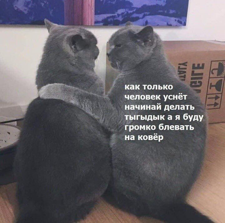 720x712, 66 Kb / коты, ковер