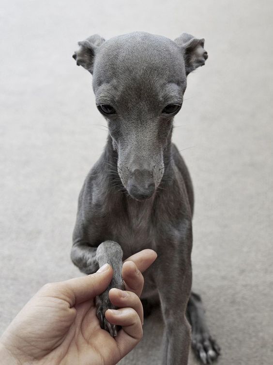 564x752, 46 Kb / рука, собака, лапа, Грейхаунд