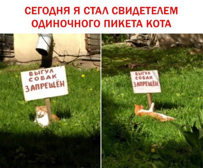 700x581, 108 Kb / кот, кошка, протест, пикет, плакат, выгул, собака