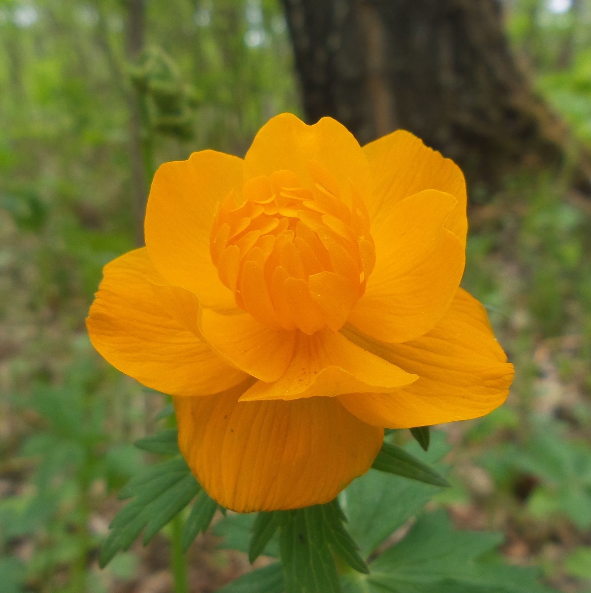 1920x1924, 292 Kb / лес, цветок