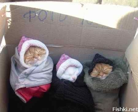 450x365, 53 Kb / эскимосы, коты