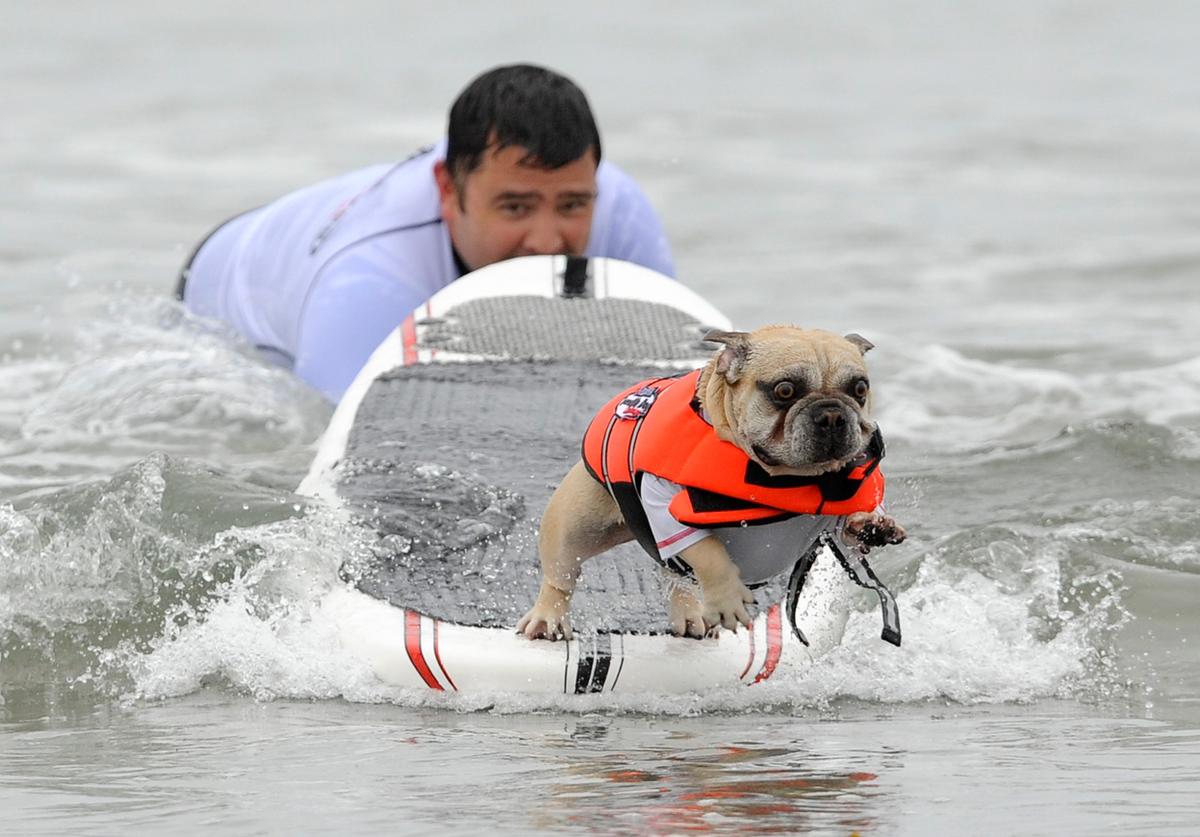 1200x837, 113 Kb / собака, взгляд, серфинг, доска