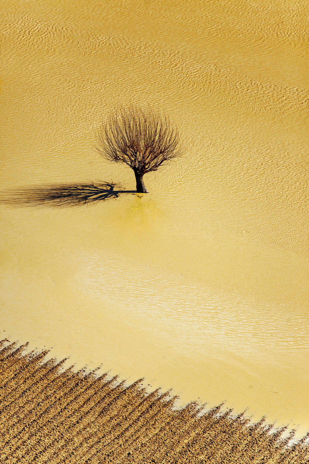 1024x1537, 434 Kb / желтое, дерево, вода, пашня