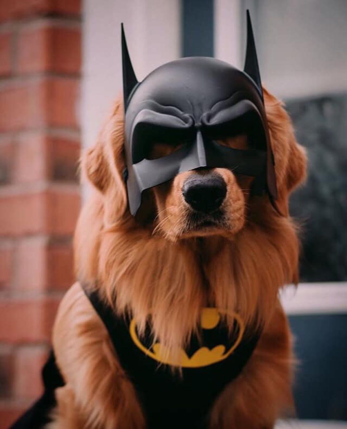 1125x1389, 96 Kb / маска, собака, бэтман