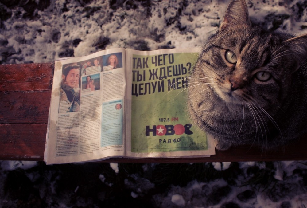 1000x677, 147 Kb / кот, целуй, ждешь, взгляд