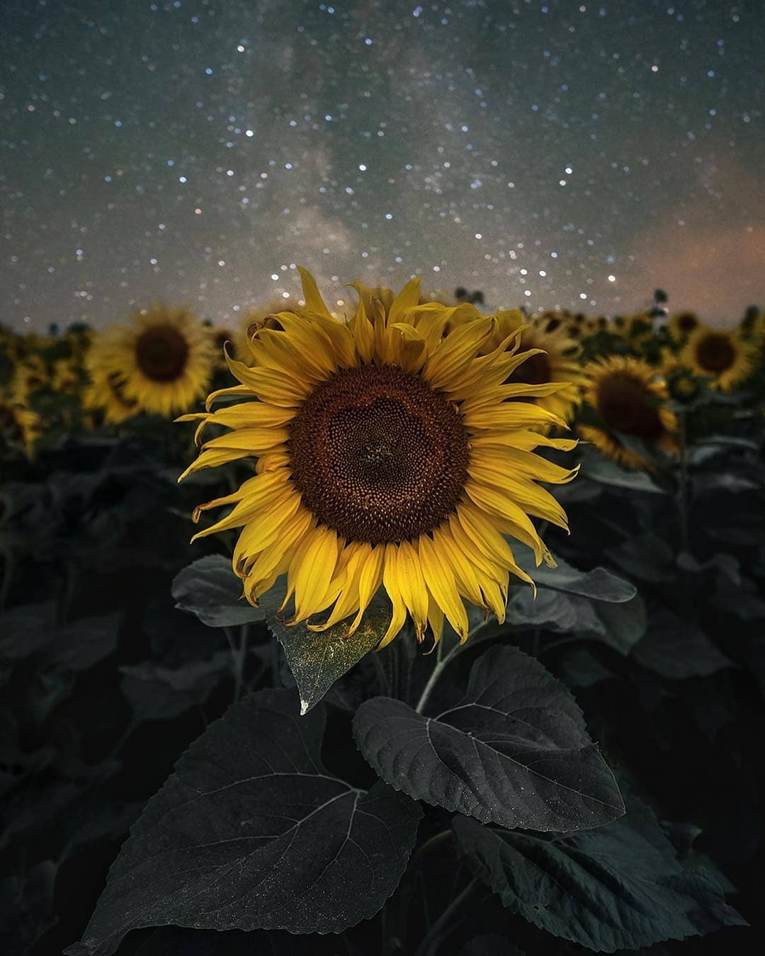 1080x1350, 163 Kb / подсолнухи, ночь, звезды